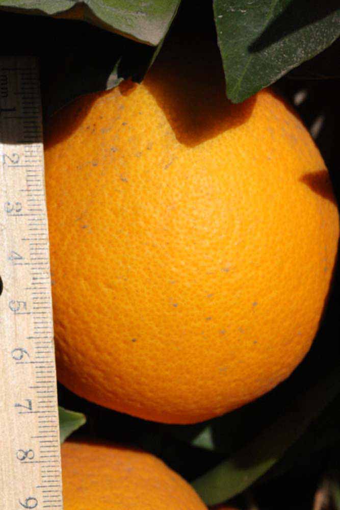              Fruit (Riverside, CA)       